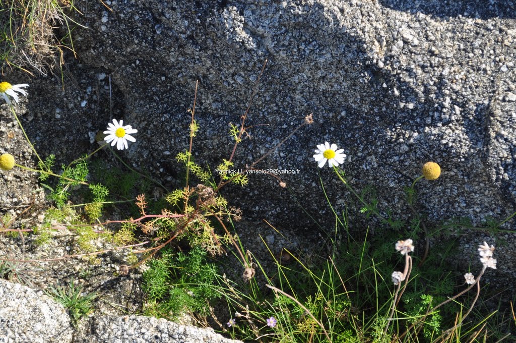 Fleur de roche by yannick. LL