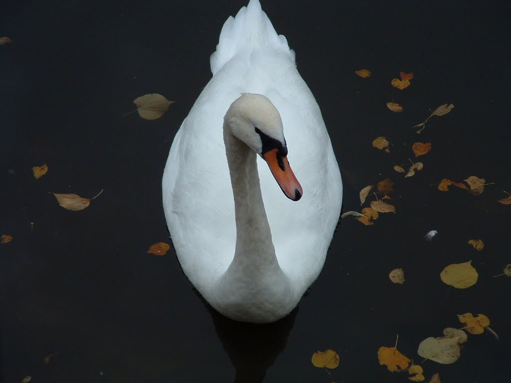 Autumn Swan by Andrew Shaw