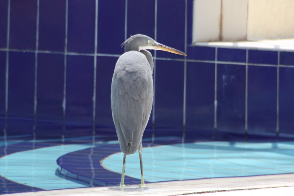 Unusual visitor paddling in the pool by Paul G (stag35v8)