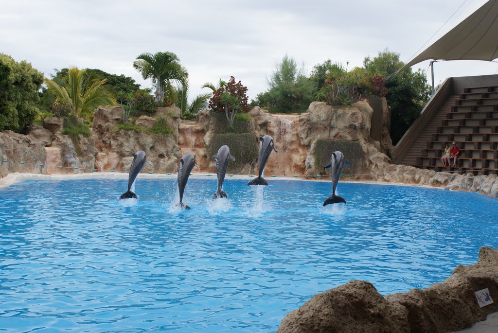 Dolphin show by m.k.glowinkowski