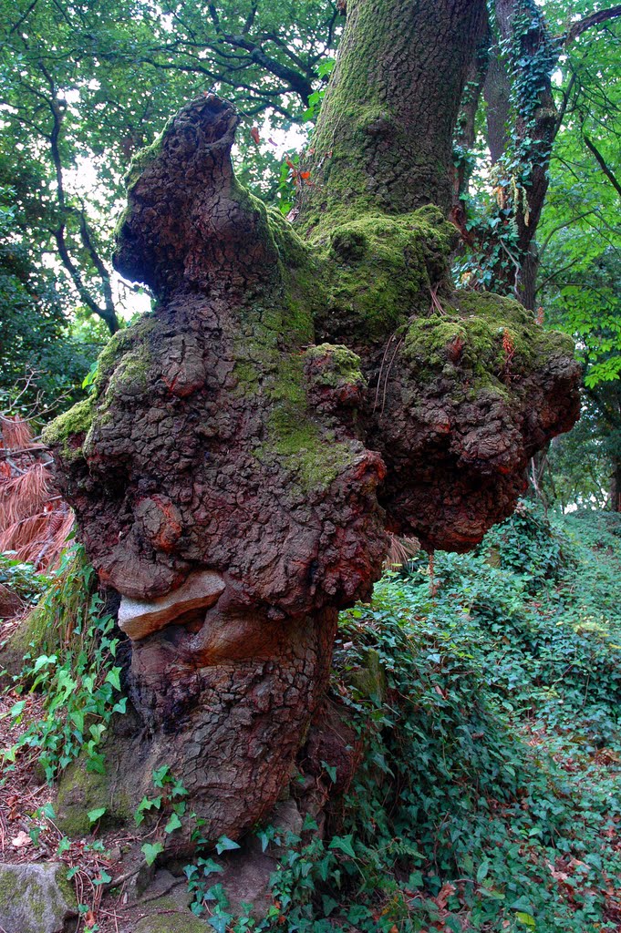 ARBOL COMEPIEDRAS by pendallo