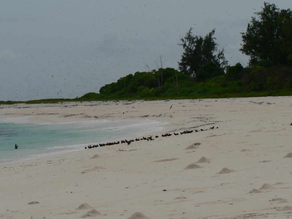 Bird Island / Seychelles by tyulenin