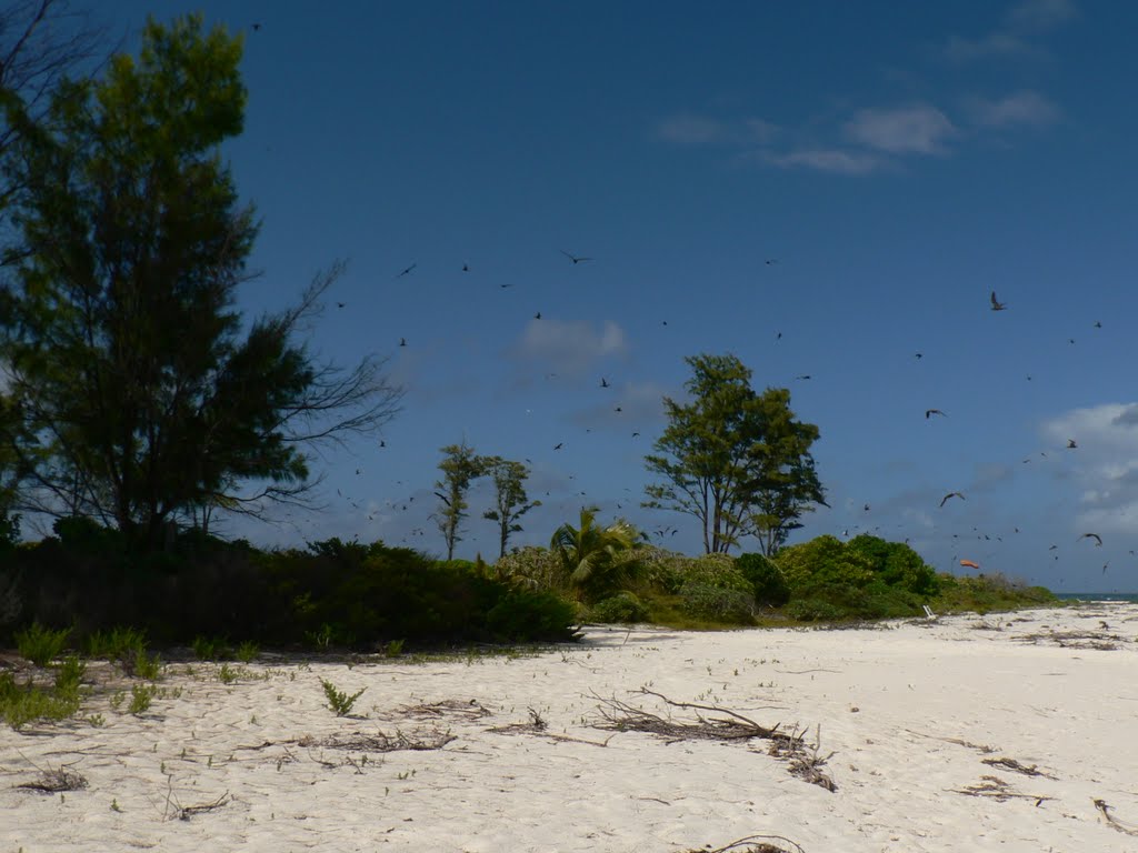 Bird Island / Seychelles by tyulenin