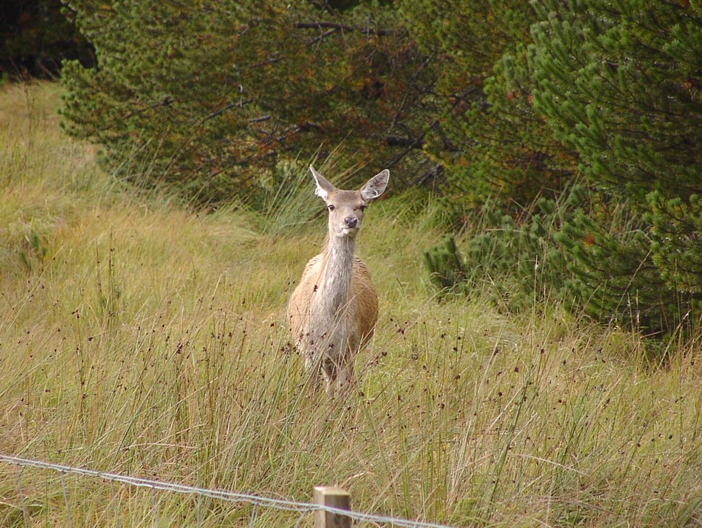 Deer near Altnaharra by BerHav