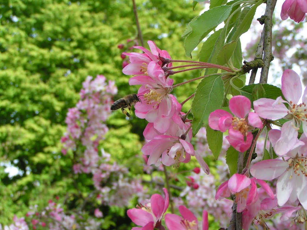 Abeille butinant by Michel APFELD