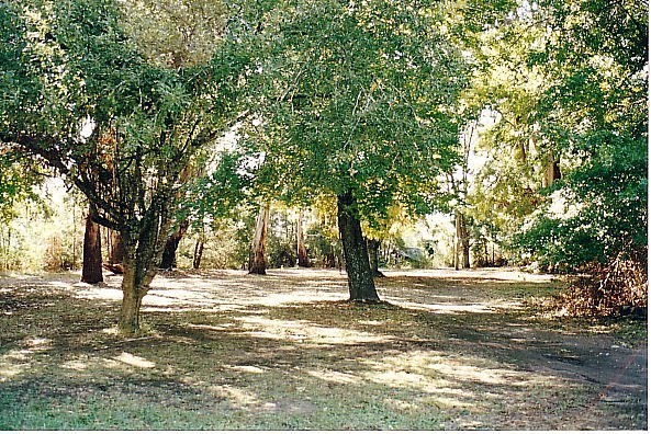 Taggerty Rest Area by Peter WHITEHEAD