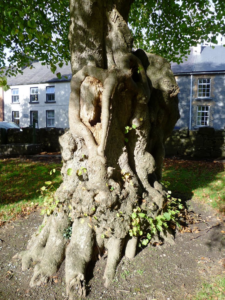 Old Tree Clarinbridge village green by DSankey