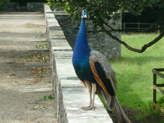 Peacock at Blair Atholl Castle Estate by gordie21