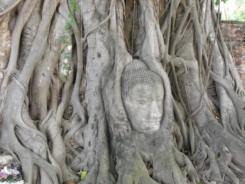 Tree Buddha by Dani Horowitz