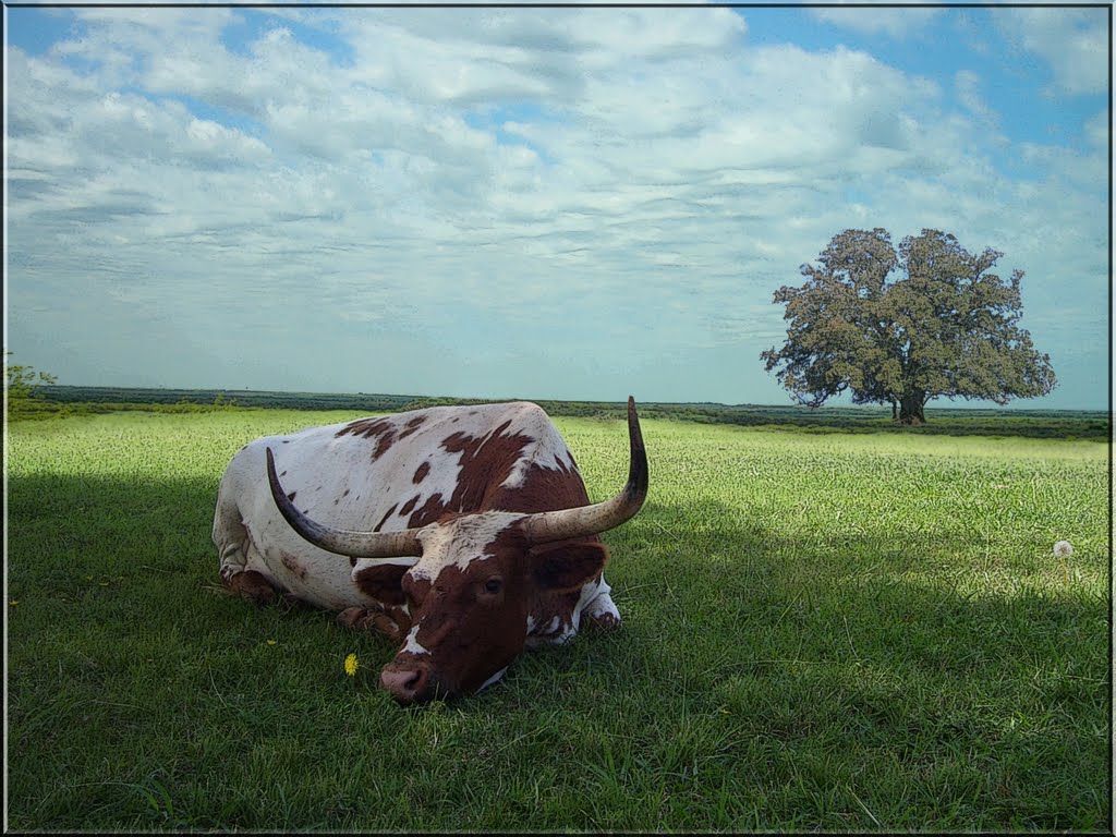 Longhorn outside Holliday, Tx. by Squamata