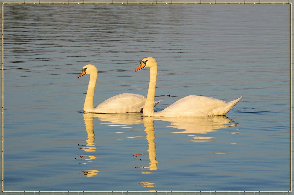 ”Together Forever!”, "Любовта около Нас!", ”Love Around Us!”, ==> Save the Earth!, Rhein bei Hügelsheim, Germany, ==> dedicated to All of you who know what the real Love is! by Minka Tsoneva (Mimip…