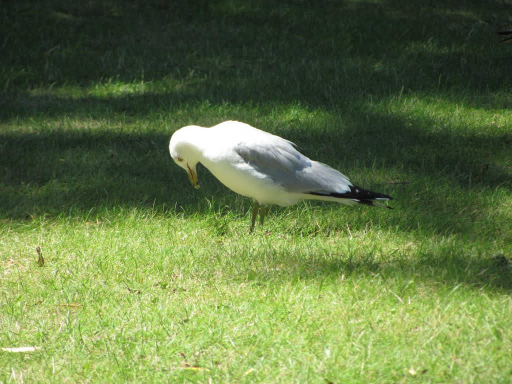 Where is that worm? - Centre Island Toronto by paulpat