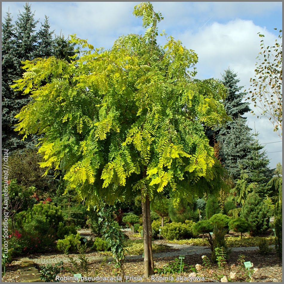 Robinia pseudoacacia 'Frisia' by Józef Babij