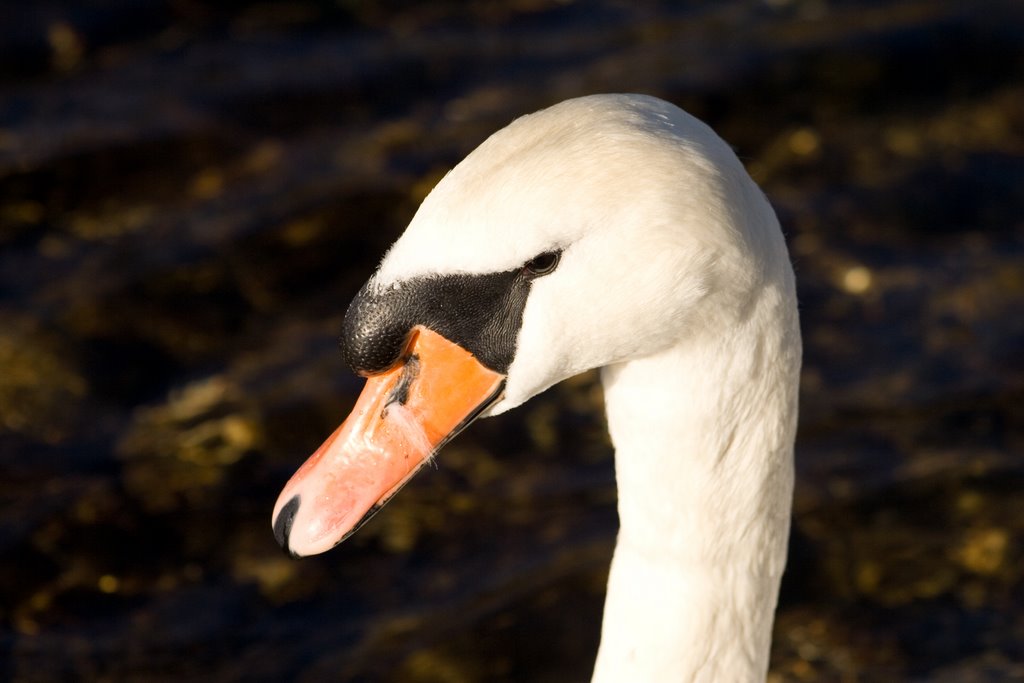 Schwan an der Isar by Felix aK