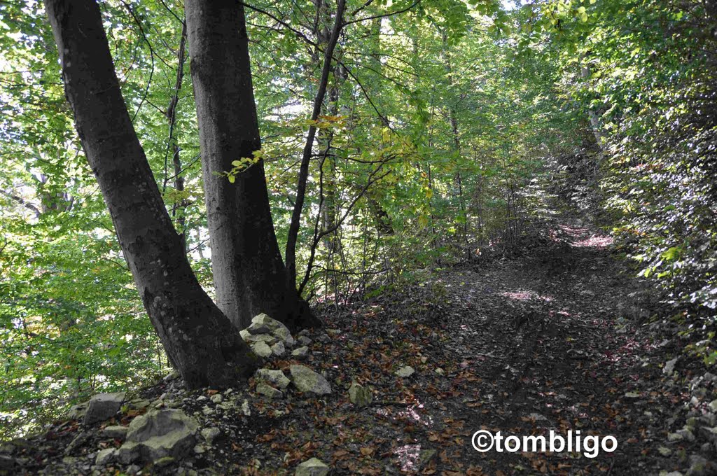 Wettingen - Hier gehts zur Walhalla by ©tombligo