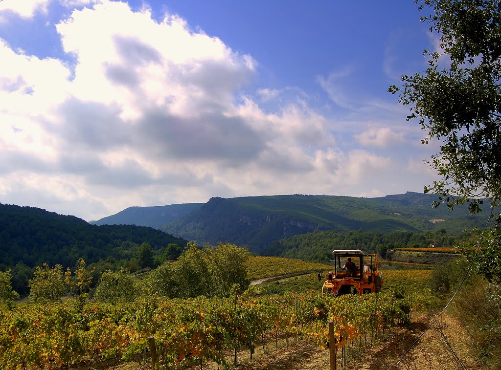 Màquina collint raïms, Pontons, el Penedes, Barcelona by Angela Llop