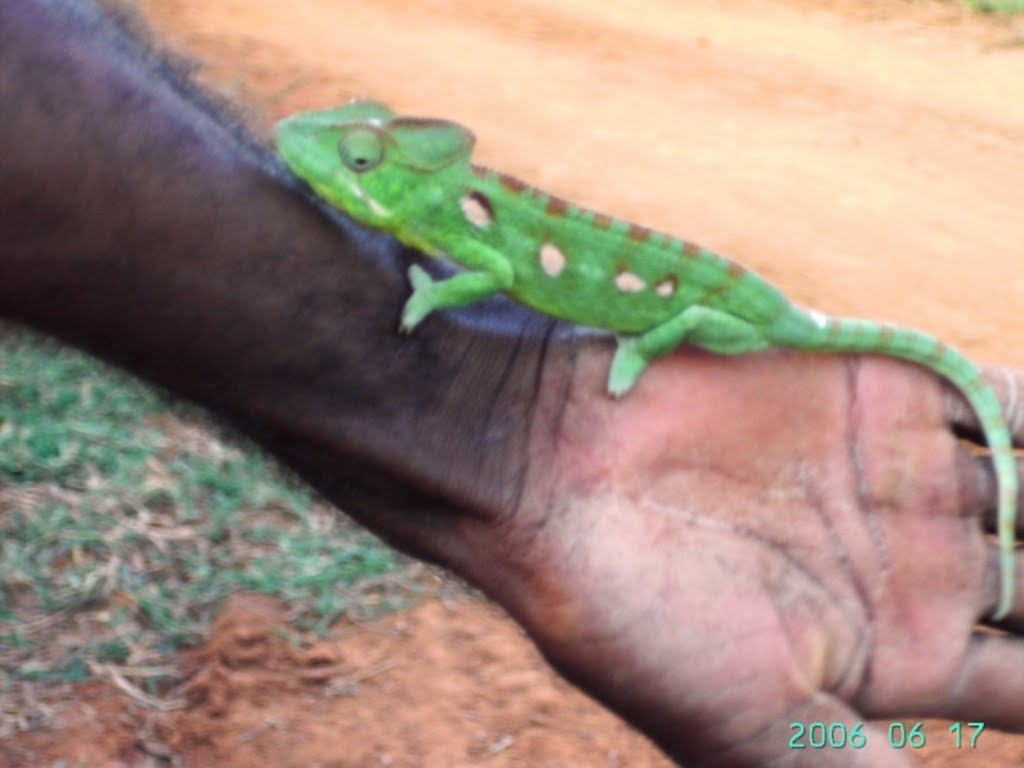 Chameleon in the Tsingy de Bemaraha by Florentine Vermeiren