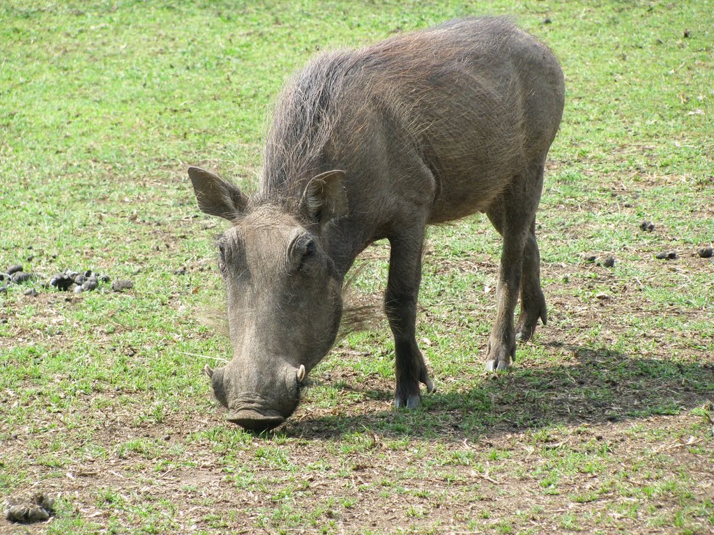 Warthog at Tala by brucea