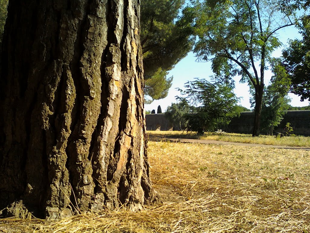 Pini romani al parco degli acquedotti by Elio Litti