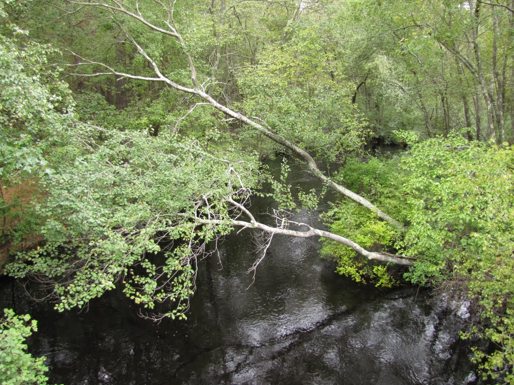 Great Egg Harbor River Upstream from Conrail Bridge by Chris Sanfino