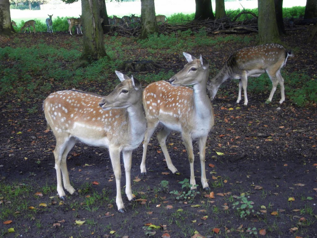 Wildpark Lindenthal by gofoto