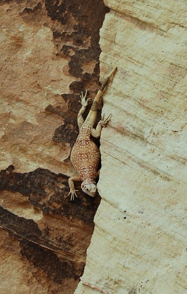 Chuckwalla, Valley of Fire State Park, White Domes area. This lizard species is one of the few members of the Iguana family found north of the tropics in America. by Jim Nieland