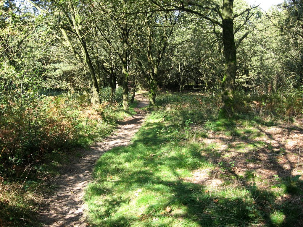 Hooge Heide by Jos Notten