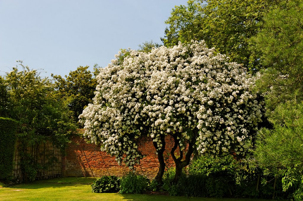 Les arbres en fleurs by Frédéric Prentout