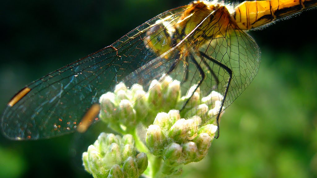 Dragonfly in "Eagles nest" at Fruška gora! by Csaba Majoros