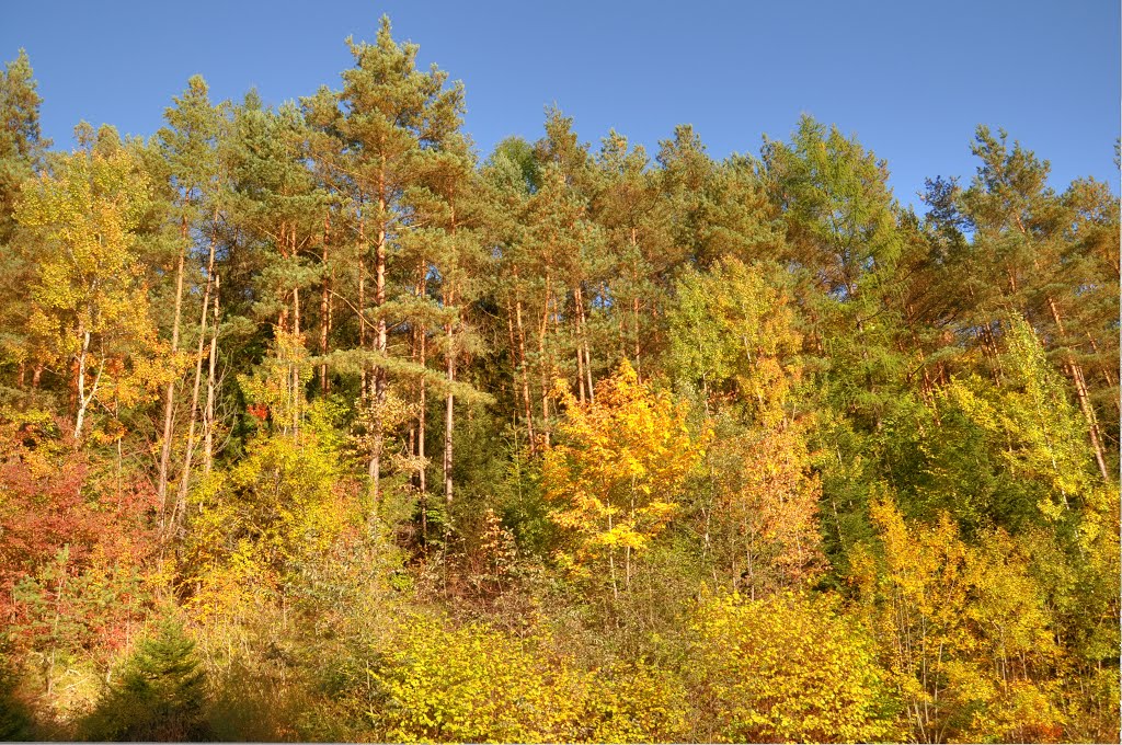 Goldener Oktober by Herbij