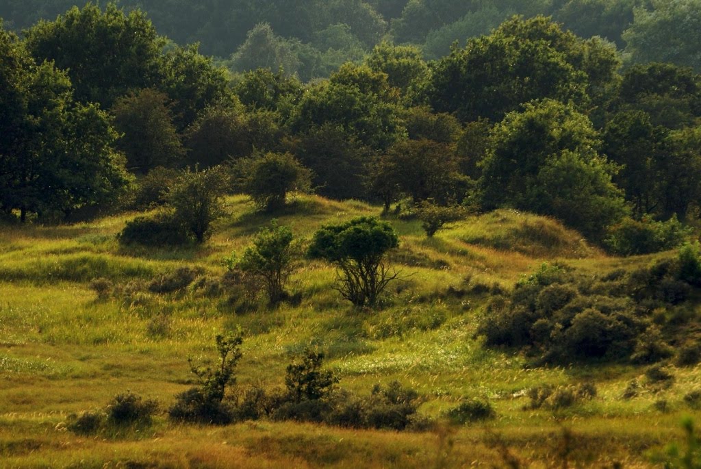 Amsterdamse Waterleidingduinen by Maarten Kroes