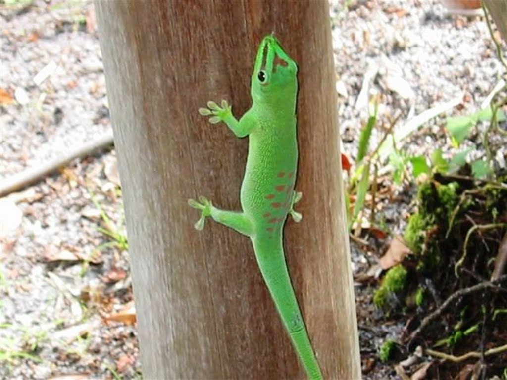 Madagascar day gecko (Phelsuma madagasceriensis madagascariensis) by Florentine Vermeiren