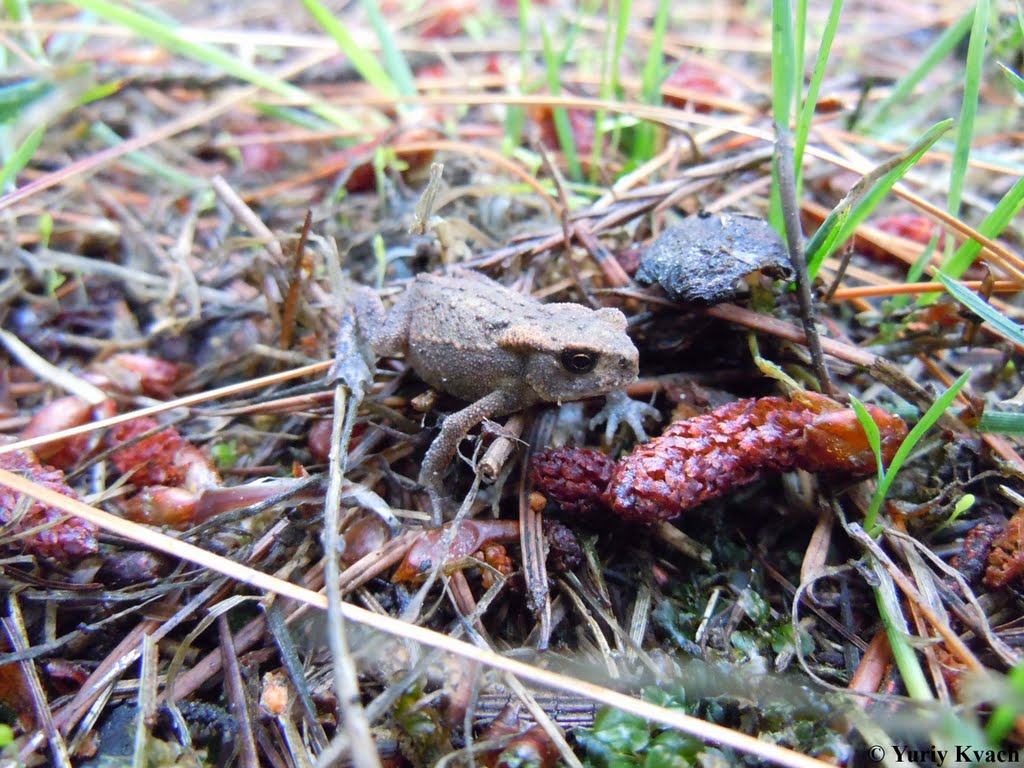 A toad by Yuriy Kvach