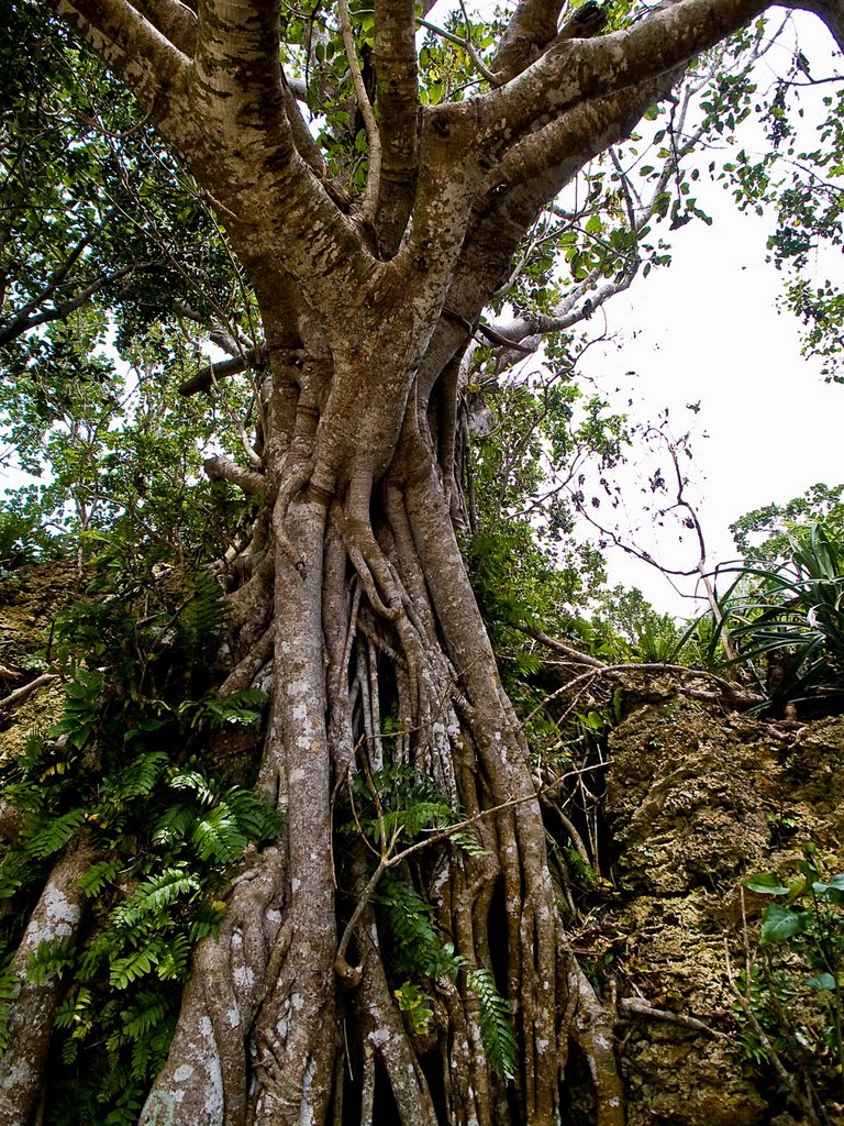 Kabira, Ishigaki, Okinawa Prefecture 907-0453, Japan by Yuki Sugiura