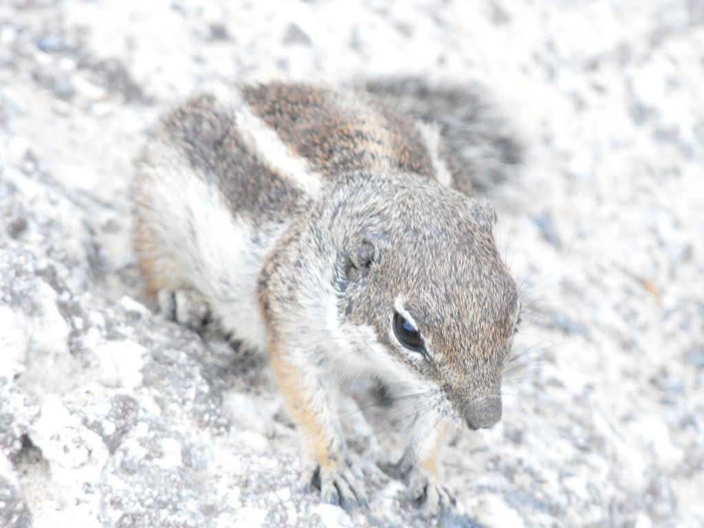 Wilde Streifenhörnchen by Camillo-Kirschke