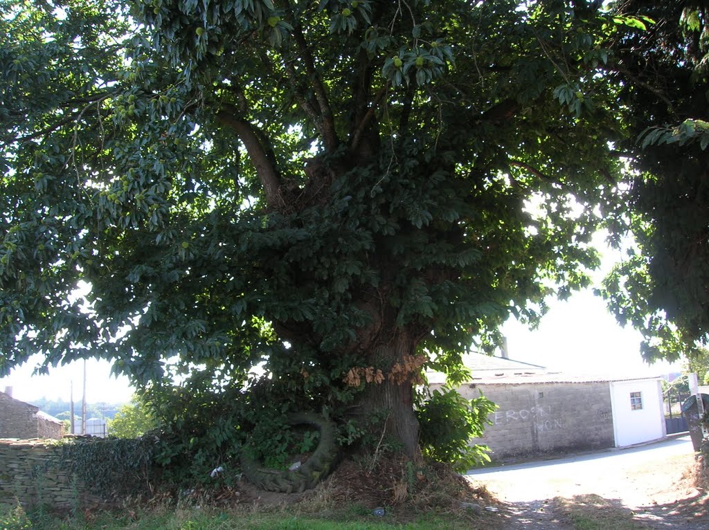 Castiñeiro centenario na Garraballa, (Albeiros). by Jose Manuel Rodriguez Fernandez