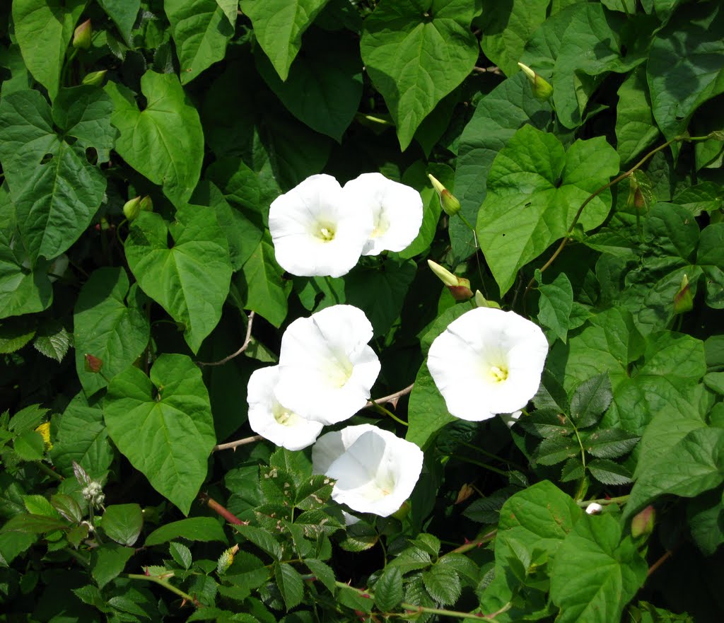 Hedge Bindweed (Calystegia sepium) by pedrocut