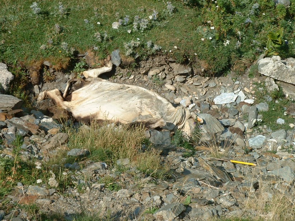 Dead cow in Vall de Nuria, Spain August 2003 by Lucien Kivit