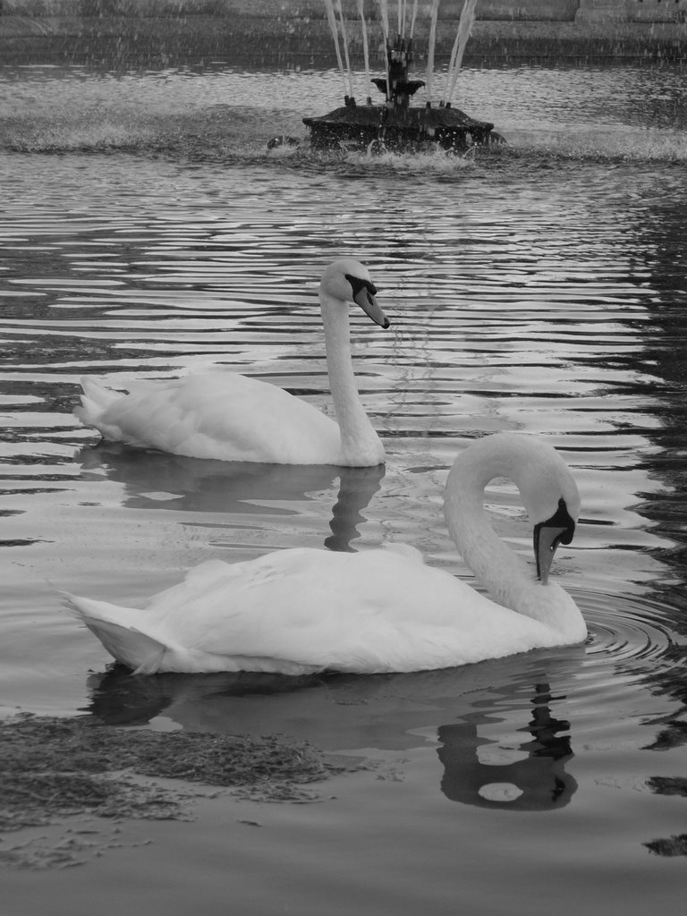 Swan's at the Italian gardens, Hyde Park by cmprollins