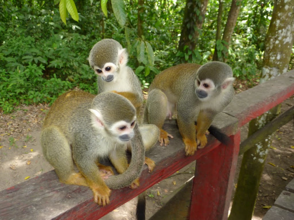 Monos Fraile, Amazonas, Colombia by Luis G. Restrepo