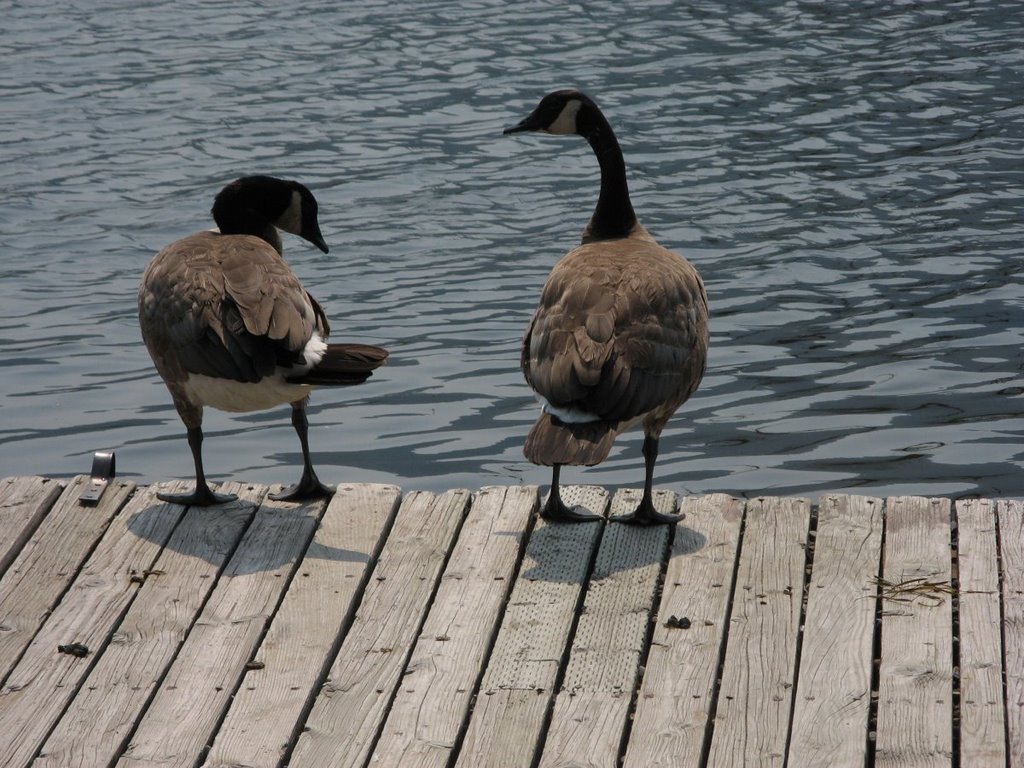 Geese on Vermillion Lake by jhk