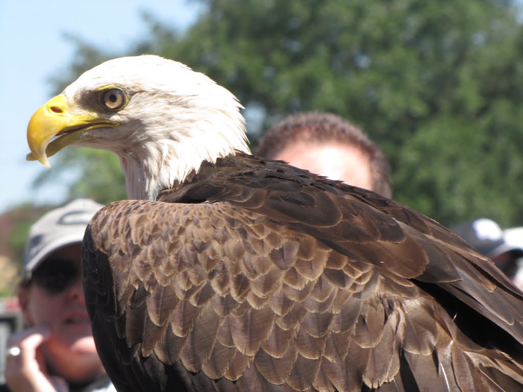 A celebrity "flew " in for the festivities.....He is "Freedom" ..Georgia Southern Football team mascot by Sarah O