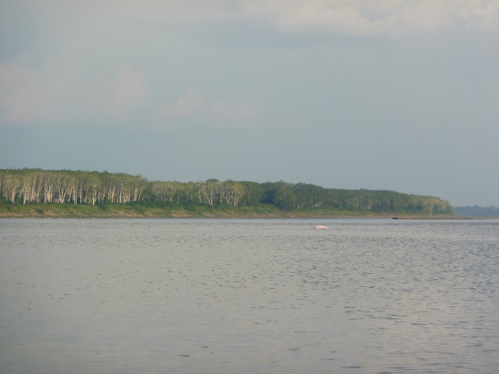 Delfín rosado en el Río Amazonas by Luis G. Restrepo