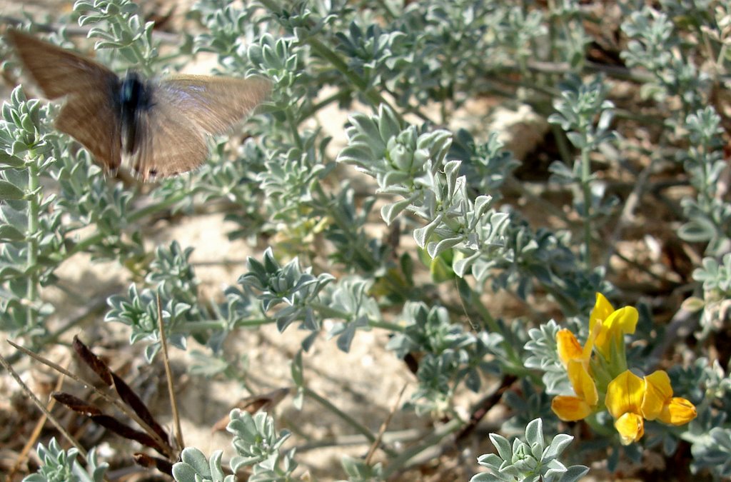 Mariposa en la playa Matalascañas (Huelva) by Rafael Cuadrado Galá…