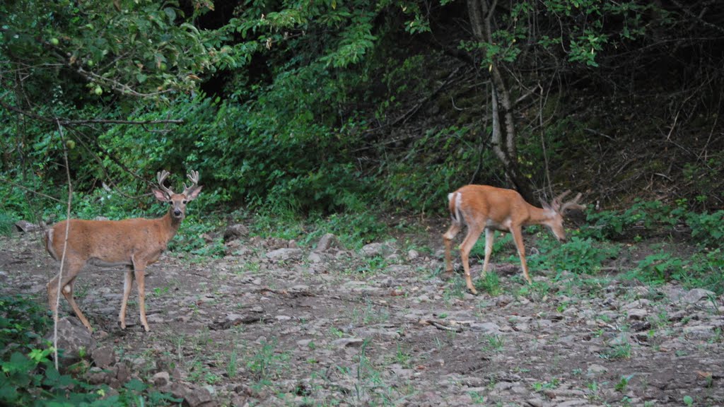 Young Bucks near Mill Creek Rd by C. Harmon