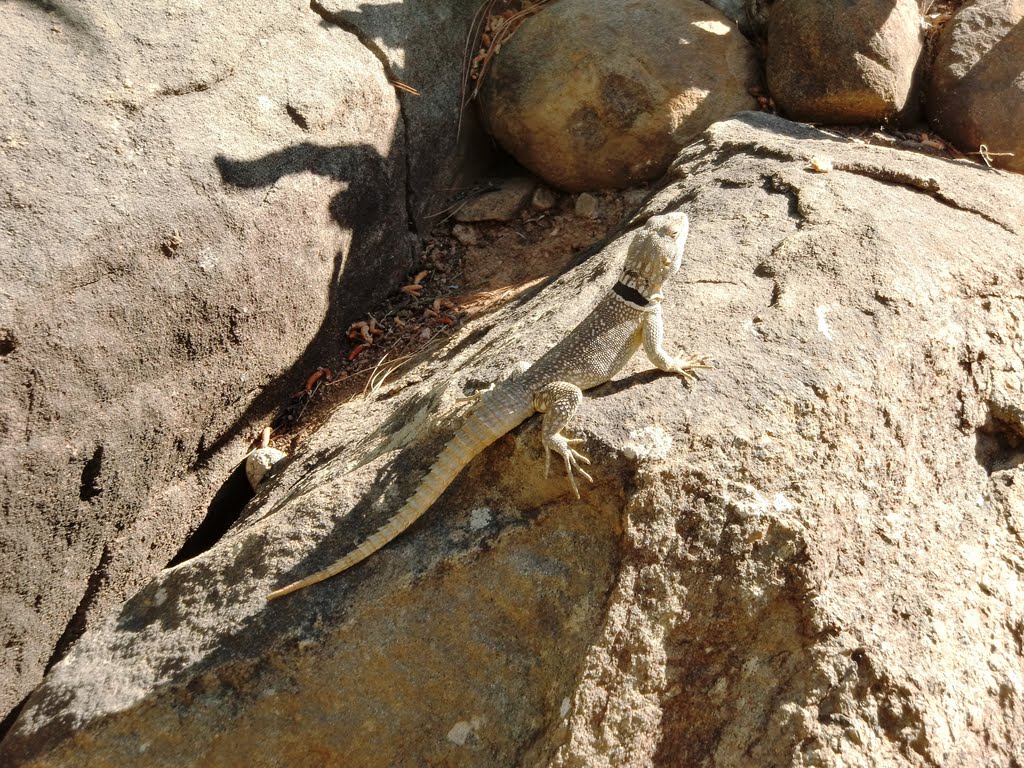 Collared iguana (Oplurus cuvieri) by Florentine Vermeiren