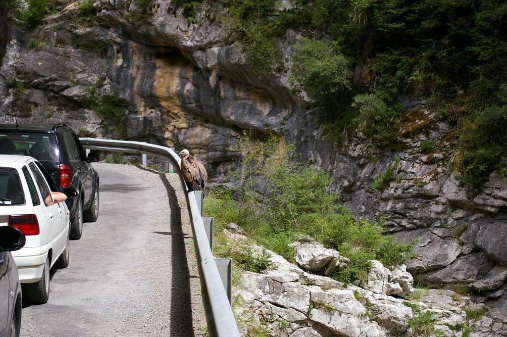 Vautour fauve dans le canyon de Anisclo by H.Vanaquer