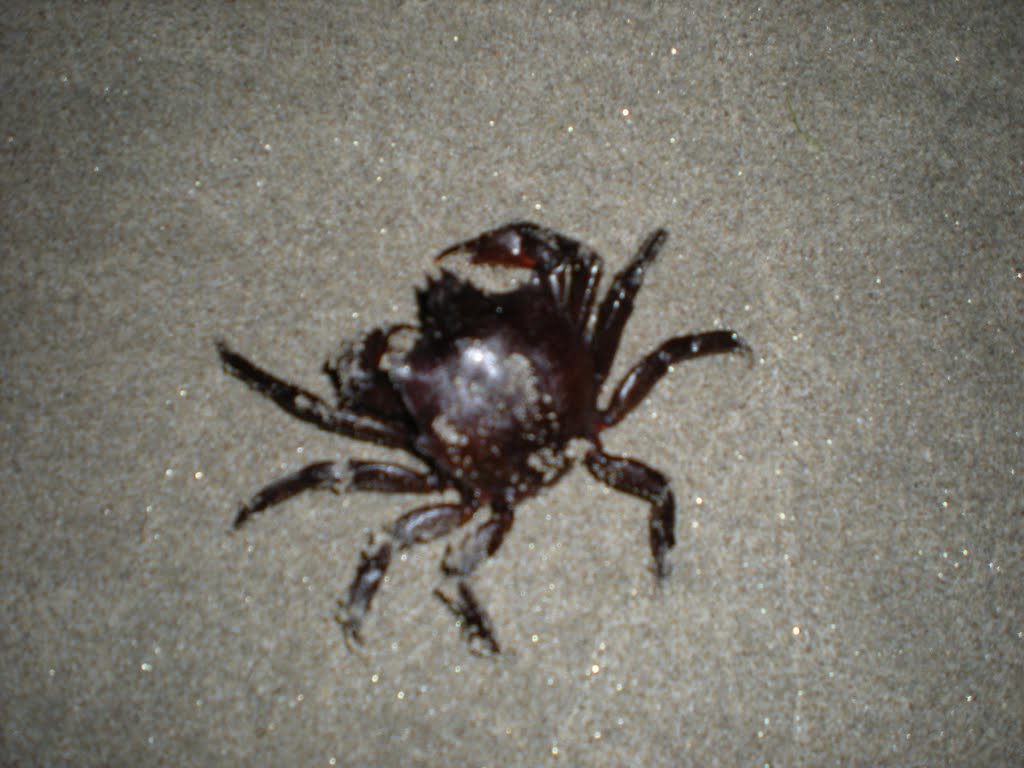 Angry crab on the beach at midnight by uhmgunnagitchyuh