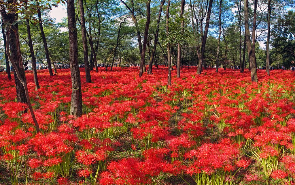 巾着田　曼珠沙華　 Red spider lily at Kinchakuda by Seima I