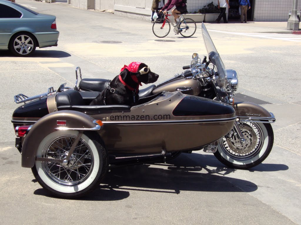 Dog in Side Car - Venice Beach - GS by Greg1981